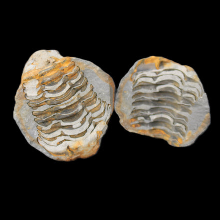 Flexicalymene Trilobite Pair from Morocco 50*40*37mm 75g in sunlight - Rocks and Things Store