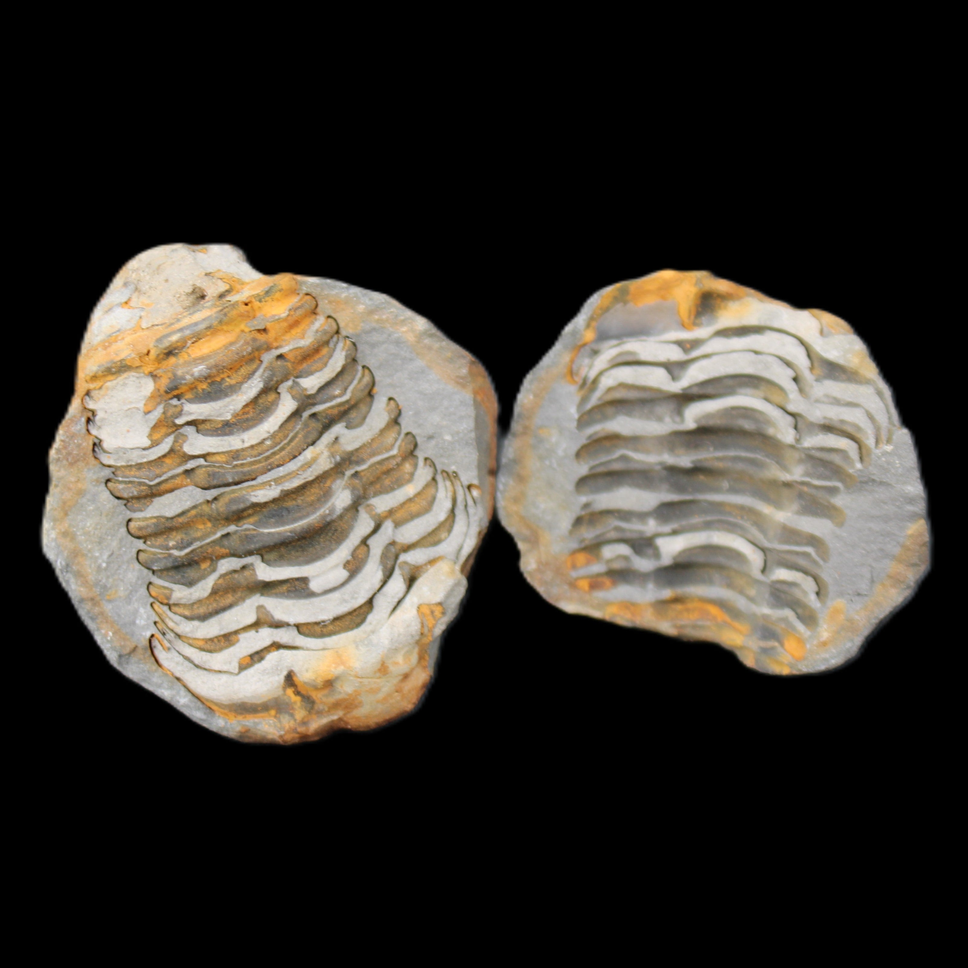 Flexicalymene Trilobite Pair from Morocco 50*40*37mm 75g in sunlight - Rocks and Things Store