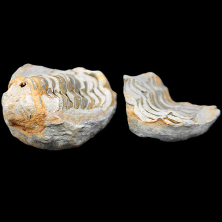 Flexicalymene Trilobite Pair from Morocco 50*40*37mm 75g in sunlight - Rocks and Things Store