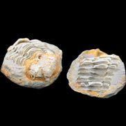 Flexicalymene Trilobite Pair from Morocco 50*40*37mm 75g in sunlight - Rocks and Things Store