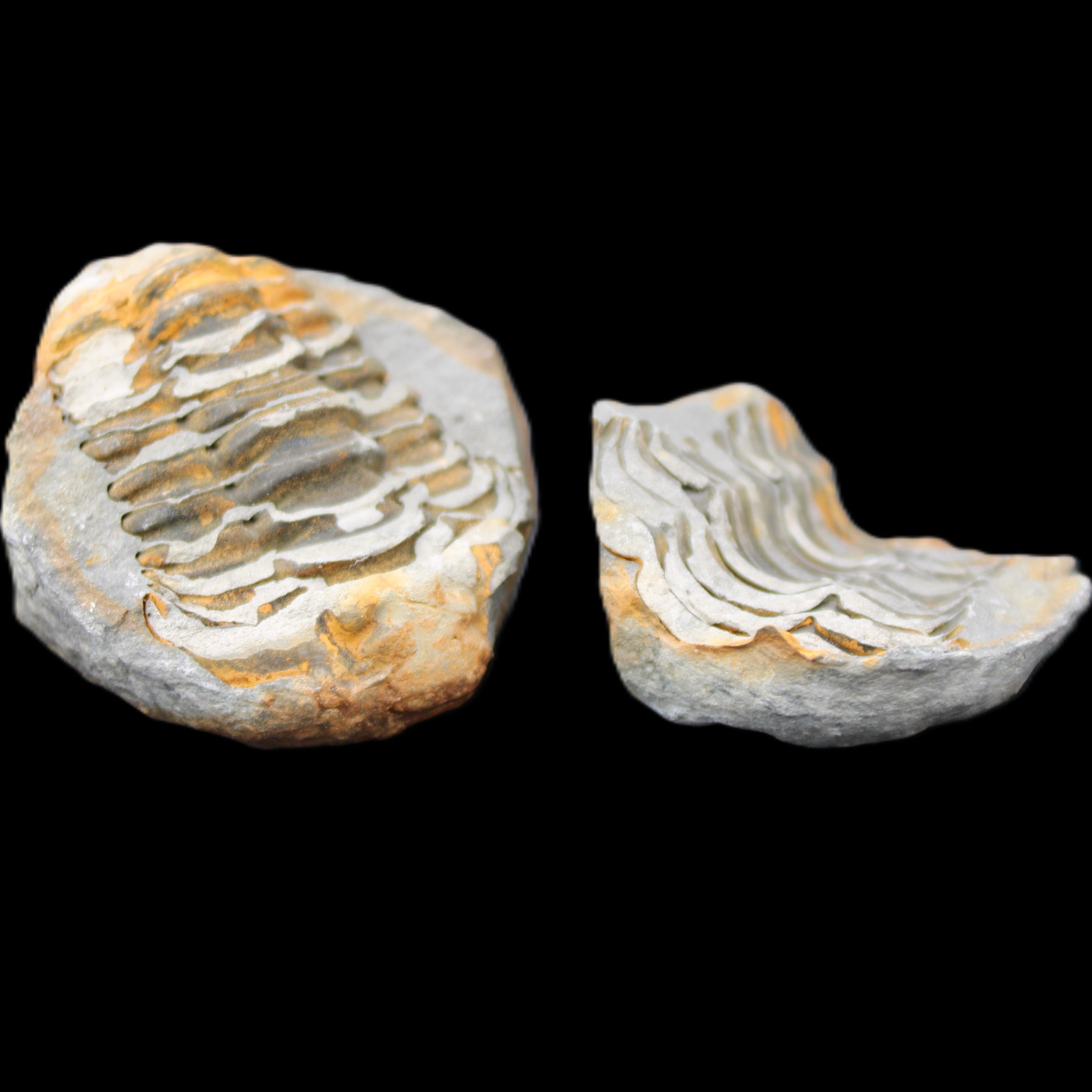 Flexicalymene Trilobite Pair from Morocco 50*40*37mm 75g in sunlight - Rocks and Things Store