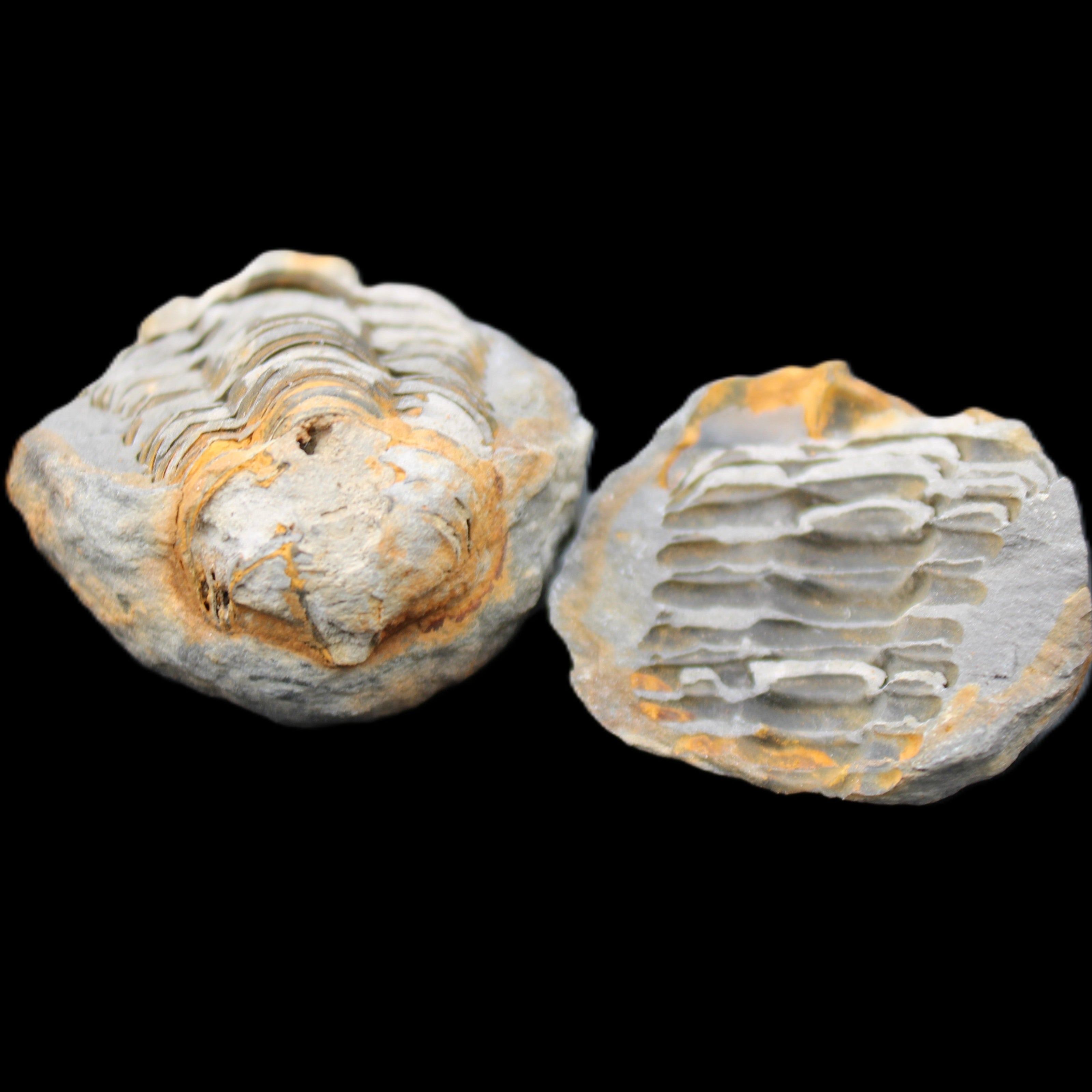 Flexicalymene Trilobite Pair from Morocco 50*40*37mm 75g in sunlight - Rocks and Things Store