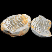 Flexicalymene Trilobite Pair from Morocco 50*40*37mm 75g in sunlight - Rocks and Things Store