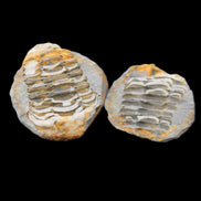 Flexicalymene Trilobite Pair from Morocco 50*40*37mm 75g in sunlight - Rocks and Things Store