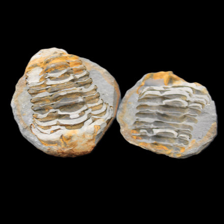Flexicalymene Trilobite Pair from Morocco 50*40*37mm 75g in sunlight - Rocks and Things Store