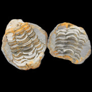 Flexicalymene Trilobite Pair from Morocco 50*40*37mm 75g in sunlight - Rocks and Things Store
