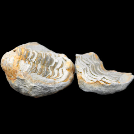 Flexicalymene Trilobite Pair from Morocco 50*40*37mm 75g in sunlight - Rocks and Things Store