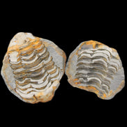 Flexicalymene Trilobite Pair from Morocco 50*40*37mm 75g in sunlight - Rocks and Things Store