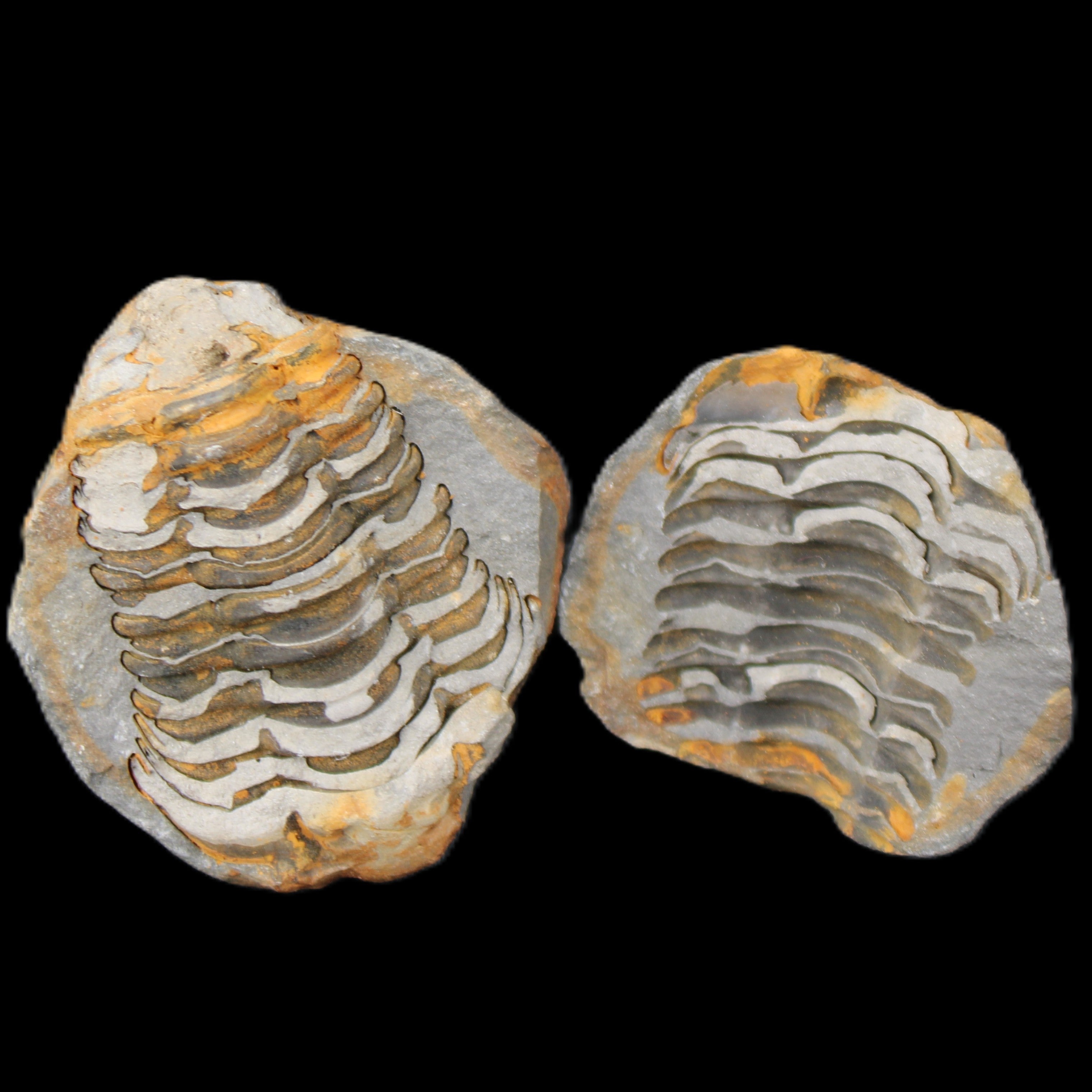 Flexicalymene Trilobite Pair from Morocco 50*40*37mm 75g in sunlight - Rocks and Things Store
