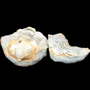 Flexicalymene Trilobite Pair from Morocco 50*40*37mm 75g in sunlight - Rocks and Things Store