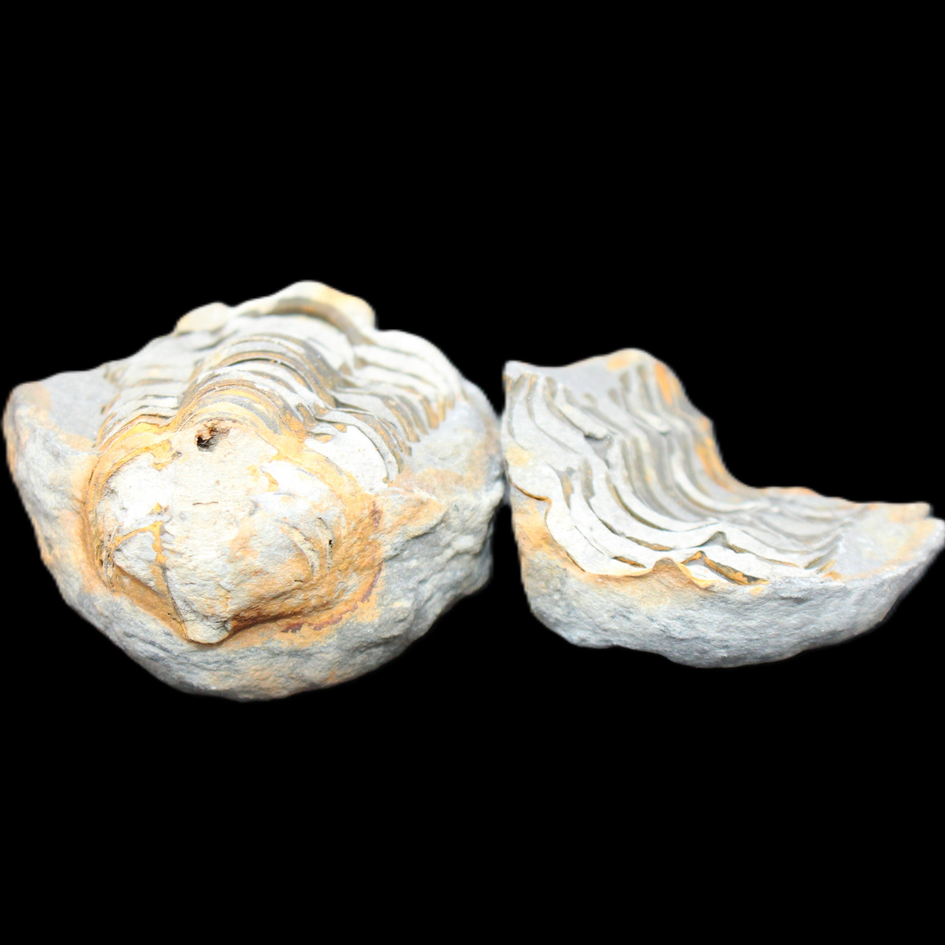 Flexicalymene Trilobite Pair from Morocco 50*40*37mm 75g in sunlight - Rocks and Things Store