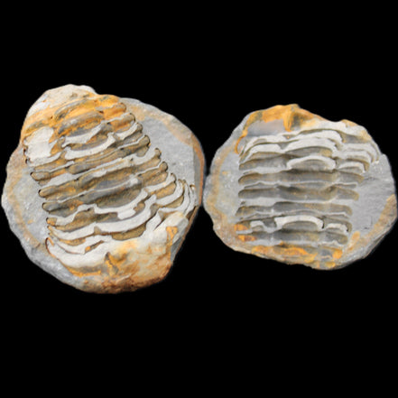 Flexicalymene Trilobite Pair from Morocco 50*40*37mm 75g in sunlight - Rocks and Things Store