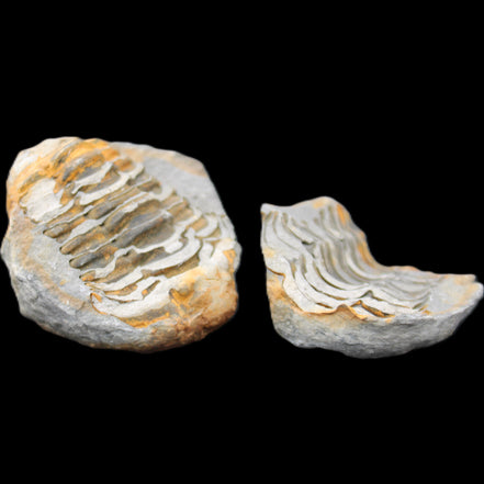 Flexicalymene Trilobite Pair from Morocco 50*40*37mm 75g in sunlight - Rocks and Things Store