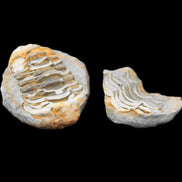 Flexicalymene Trilobite Pair from Morocco 50*40*37mm 75g in sunlight - Rocks and Things Store