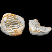 Flexicalymene Trilobite Pair from Morocco 50*40*37mm 75g in sunlight - Rocks and Things Store