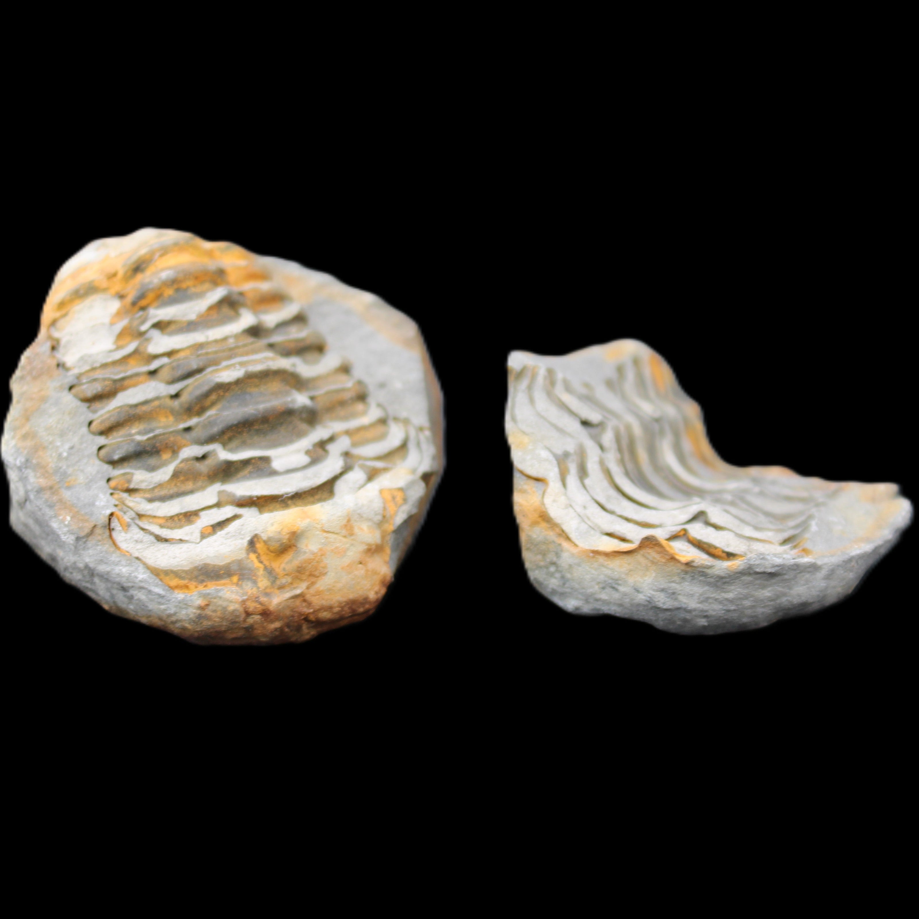 Flexicalymene Trilobite Pair from Morocco 50*40*37mm 75g in sunlight - Rocks and Things Store
