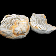 Flexicalymene Trilobite Pair from Morocco 50*40*37mm 75g in sunlight - Rocks and Things Store