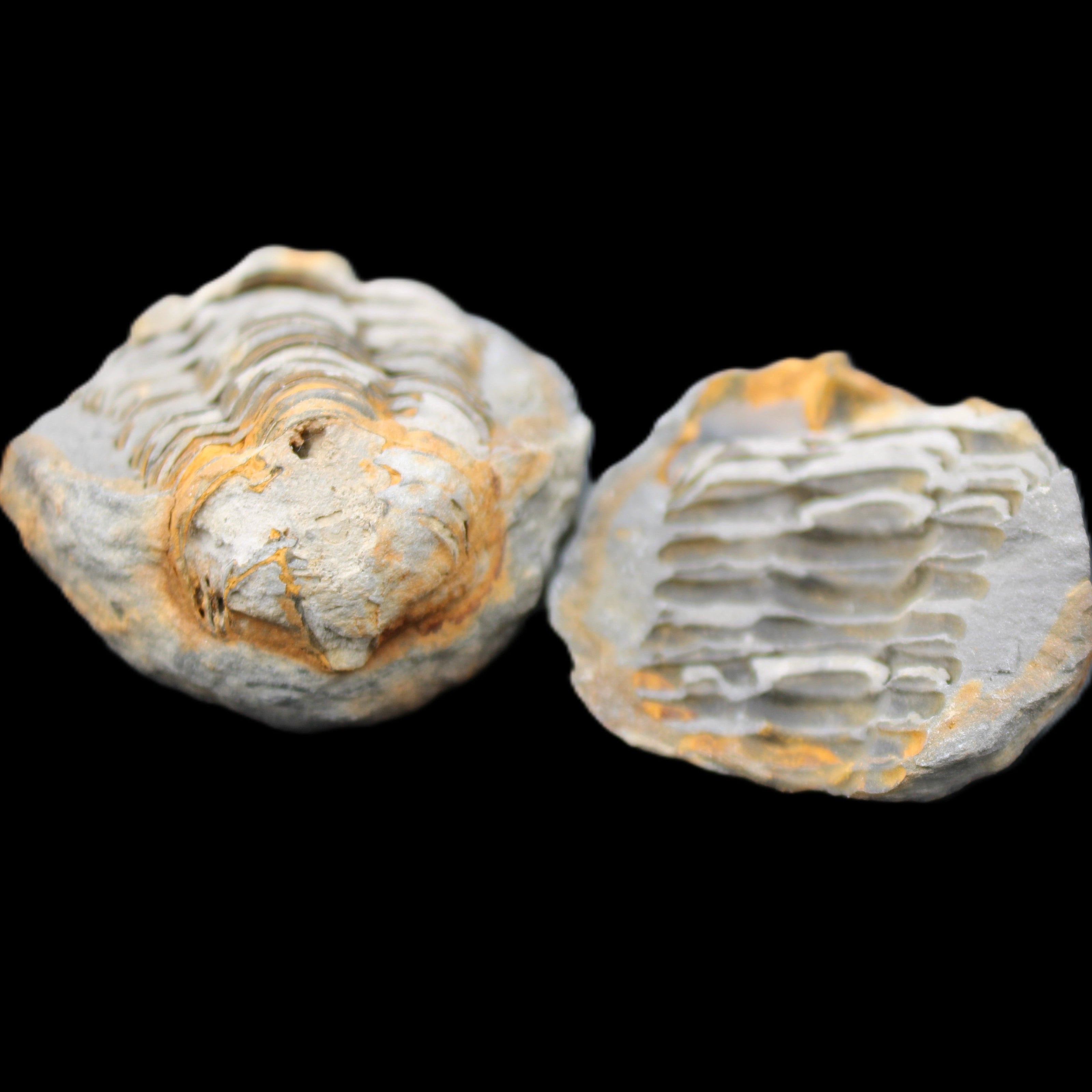 Flexicalymene Trilobite Pair from Morocco 50*40*37mm 75g in sunlight - Rocks and Things Store