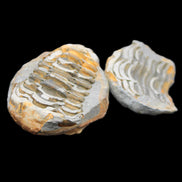 Flexicalymene Trilobite Pair from Morocco 50*40*37mm 75g in sunlight - Rocks and Things Store
