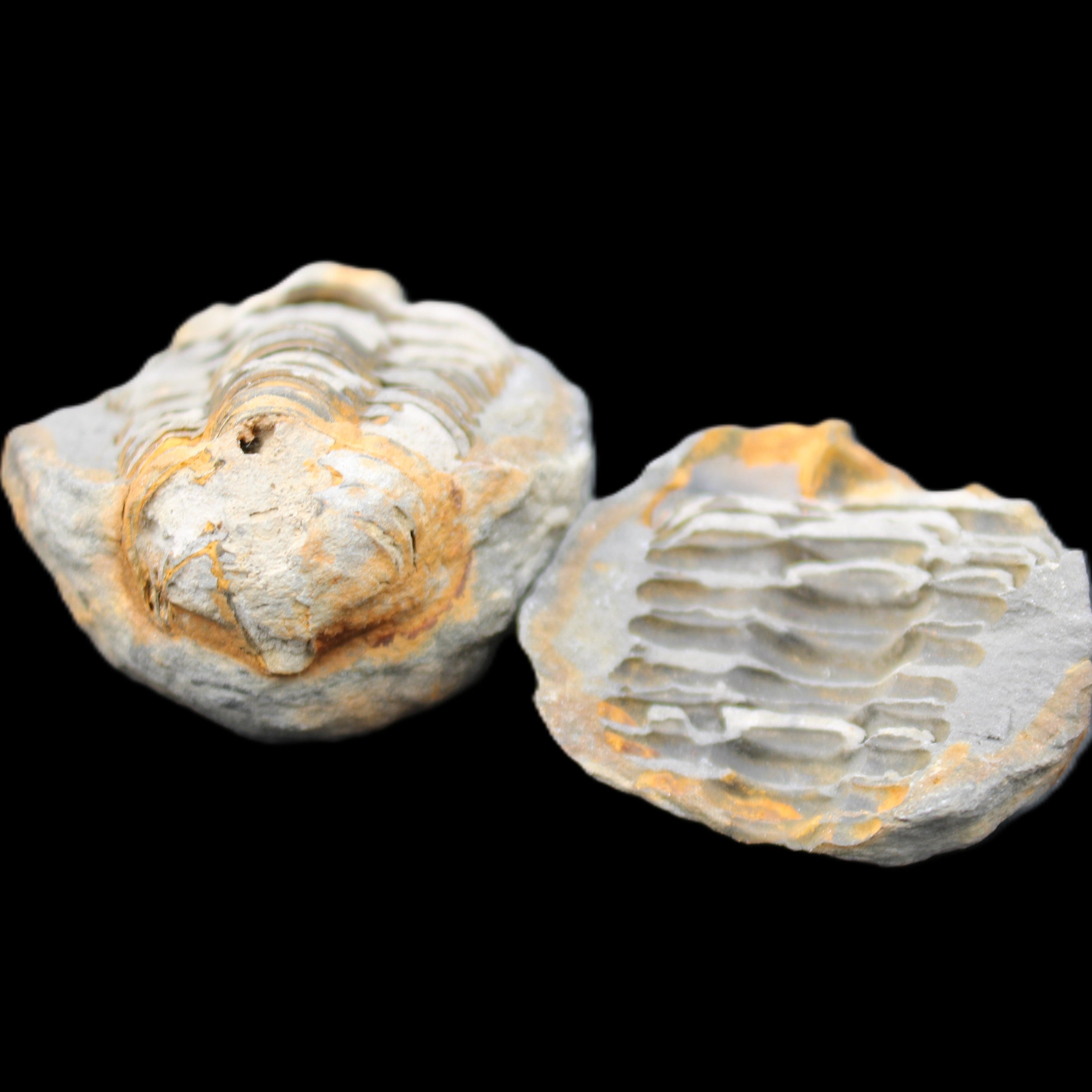 Flexicalymene Trilobite Pair from Morocco 50*40*37mm 75g in sunlight - Rocks and Things Store