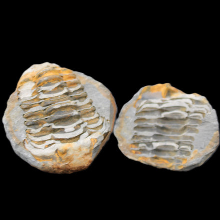 Flexicalymene Trilobite Pair from Morocco 50*40*37mm 75g in sunlight - Rocks and Things Store