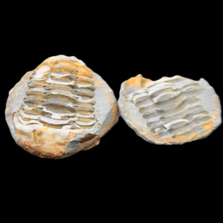 Flexicalymene Trilobite Pair from Morocco 50*40*37mm 75g in sunlight - Rocks and Things Store