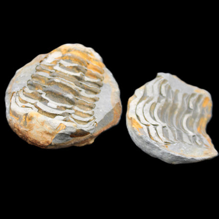 Flexicalymene Trilobite Pair from Morocco 50*40*37mm 75g in sunlight - Rocks and Things Store