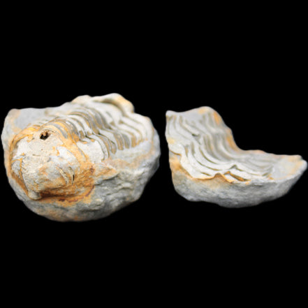 Flexicalymene Trilobite Pair from Morocco 50*40*37mm 75g in sunlight - Rocks and Things Store