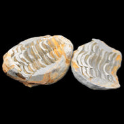 Flexicalymene Trilobite Pair from Morocco 50*40*37mm 75g in sunlight - Rocks and Things Store