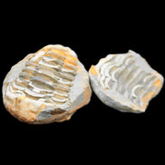 Flexicalymene Trilobite Pair from Morocco 50*40*37mm 75g in sunlight - Rocks and Things Store