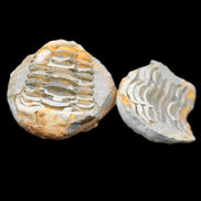 Flexicalymene Trilobite Pair from Morocco 50*40*37mm 75g in sunlight - Rocks and Things Store