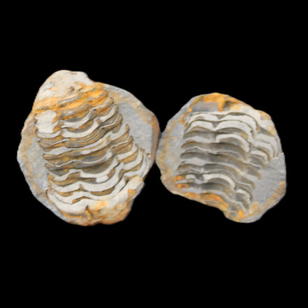 Flexicalymene Trilobite Pair from Morocco 50*40*37mm 75g in sunlight - Rocks and Things Store