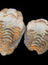 Flexicalymene Trilobite Pair from Morocco 50*35*23mm 48g in sunlight - Rocks and Things Store