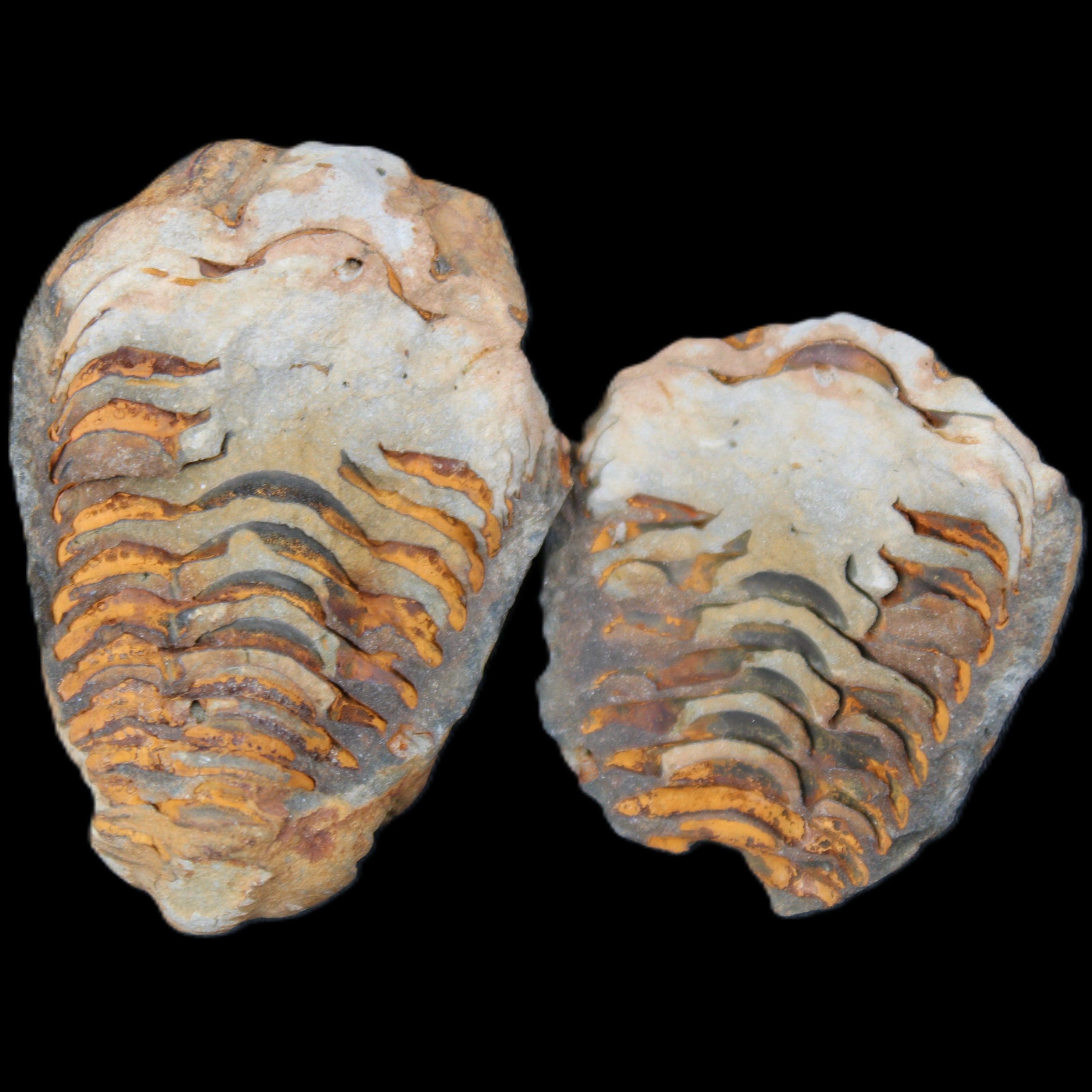 Flexicalymene Trilobite Pair from Morocco 50*35*23mm 48g in sunlight - Rocks and Things Store