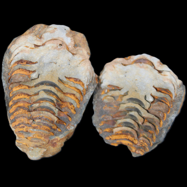 Flexicalymene Trilobite Pair from Morocco 50*35*23mm 48g in sunlight - Rocks and Things Store