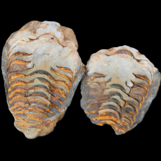 Flexicalymene Trilobite Pair from Morocco 50*35*23mm 48g in sunlight - Rocks and Things Store