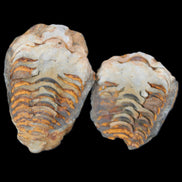 Flexicalymene Trilobite Pair from Morocco 50*35*23mm 48g in sunlight - Rocks and Things Store