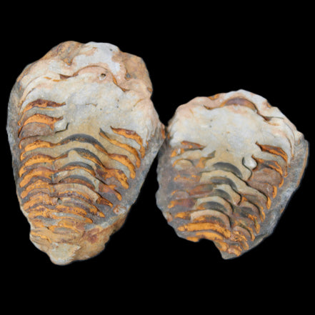 Flexicalymene Trilobite Pair from Morocco 50*35*23mm 48g in sunlight - Rocks and Things Store