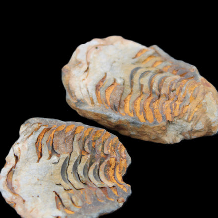 Flexicalymene Trilobite Pair from Morocco 50*35*23mm 48g in sunlight - Rocks and Things Store