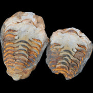 Flexicalymene Trilobite Pair from Morocco 50*35*23mm 48g in sunlight - Rocks and Things Store