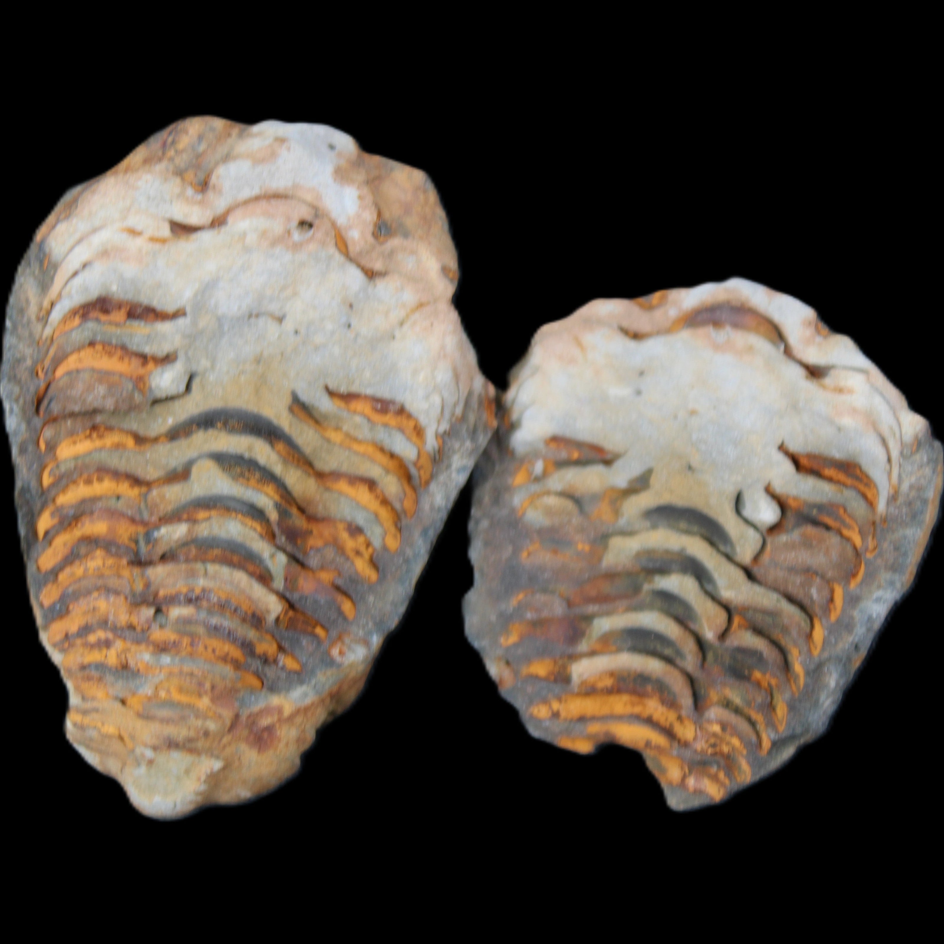 Flexicalymene Trilobite Pair from Morocco 50*35*23mm 48g in sunlight - Rocks and Things Store