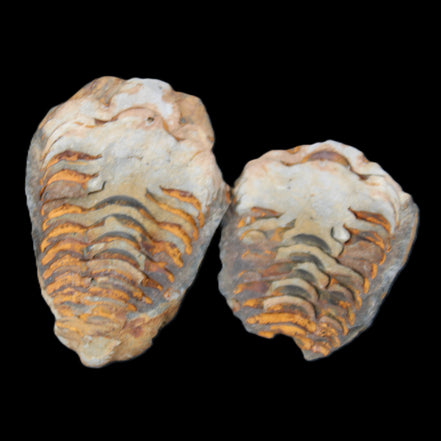 Flexicalymene Trilobite Pair from Morocco 50*35*23mm 48g in sunlight - Rocks and Things Store