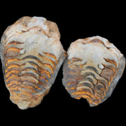 Flexicalymene Trilobite Pair from Morocco 50*35*23mm 48g in sunlight - Rocks and Things Store