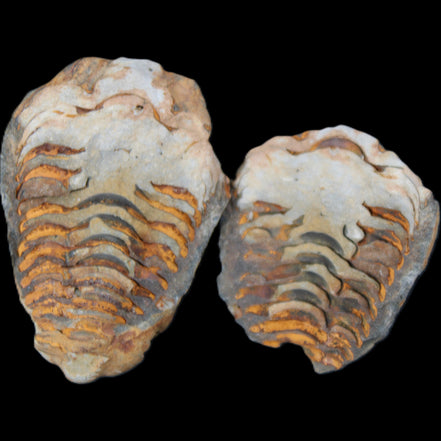 Flexicalymene Trilobite Pair from Morocco 50*35*23mm 48g in sunlight - Rocks and Things Store