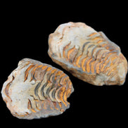 Flexicalymene Trilobite Pair from Morocco 50*35*23mm 48g in sunlight - Rocks and Things Store