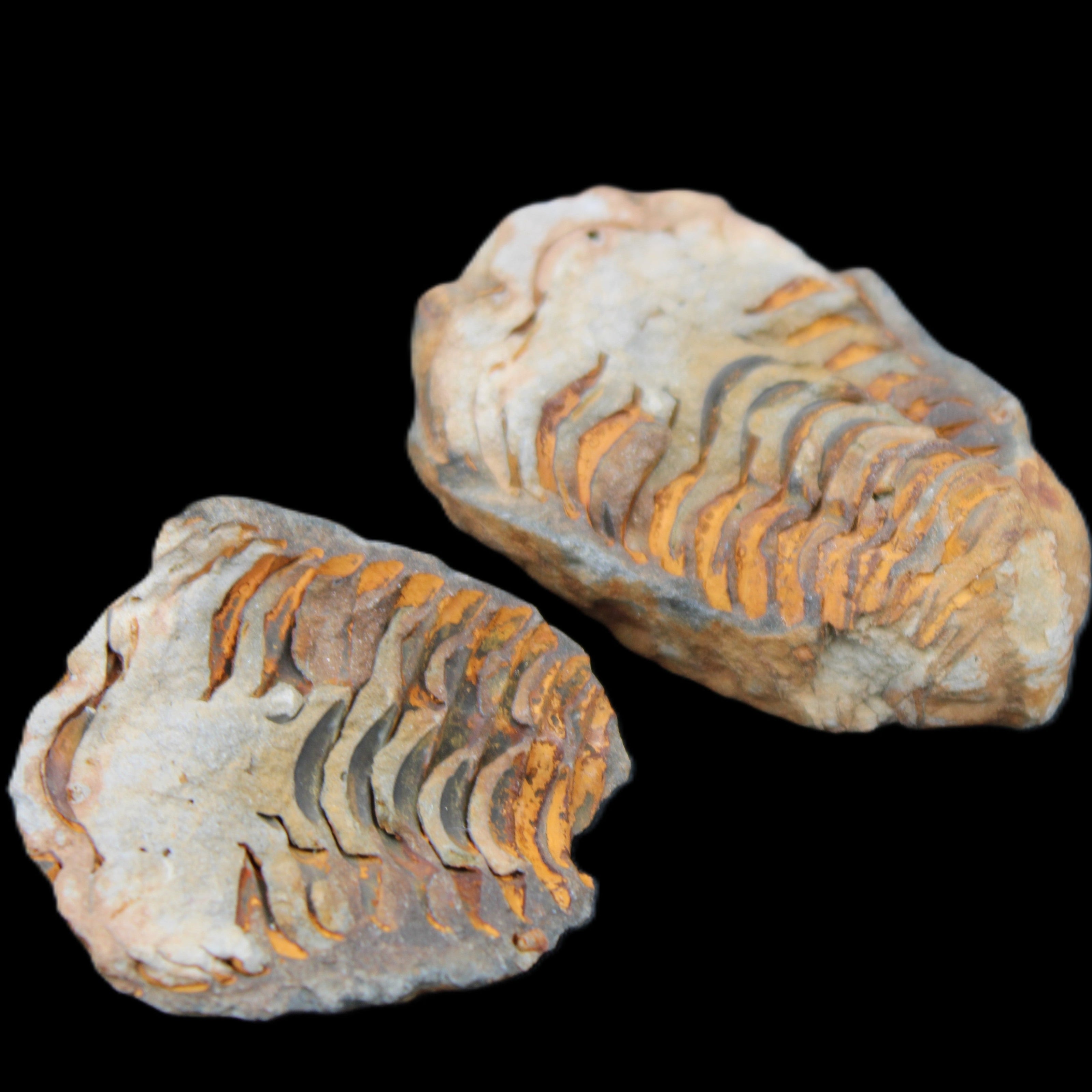 Flexicalymene Trilobite Pair from Morocco 50*35*23mm 48g in sunlight - Rocks and Things Store