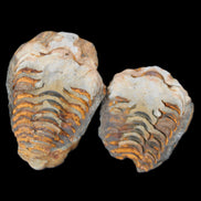 Flexicalymene Trilobite Pair from Morocco 50*35*23mm 48g in sunlight - Rocks and Things Store