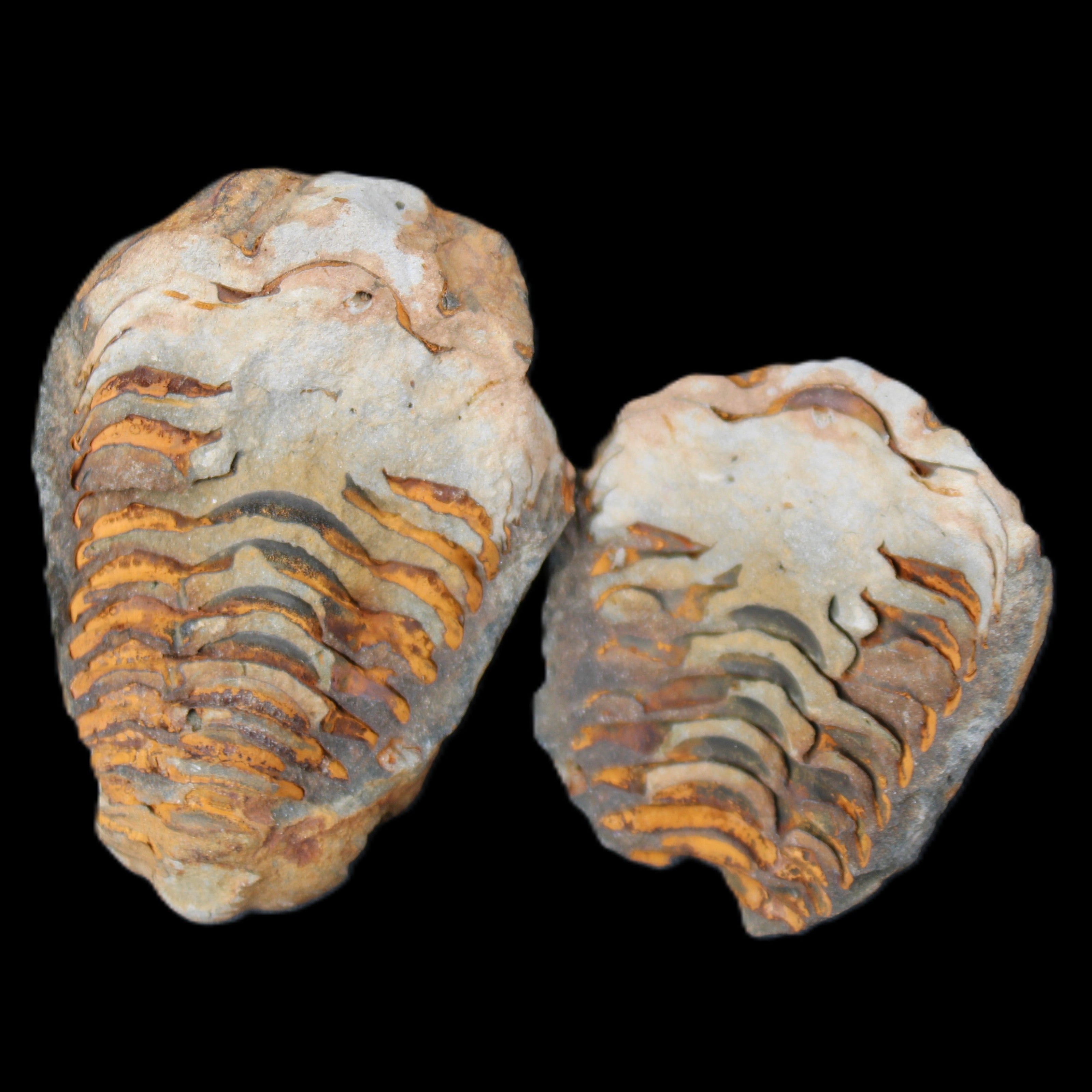 Flexicalymene Trilobite Pair from Morocco 50*35*23mm 48g in sunlight - Rocks and Things Store