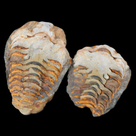 Flexicalymene Trilobite Pair from Morocco 50*35*23mm 48g in sunlight - Rocks and Things Store