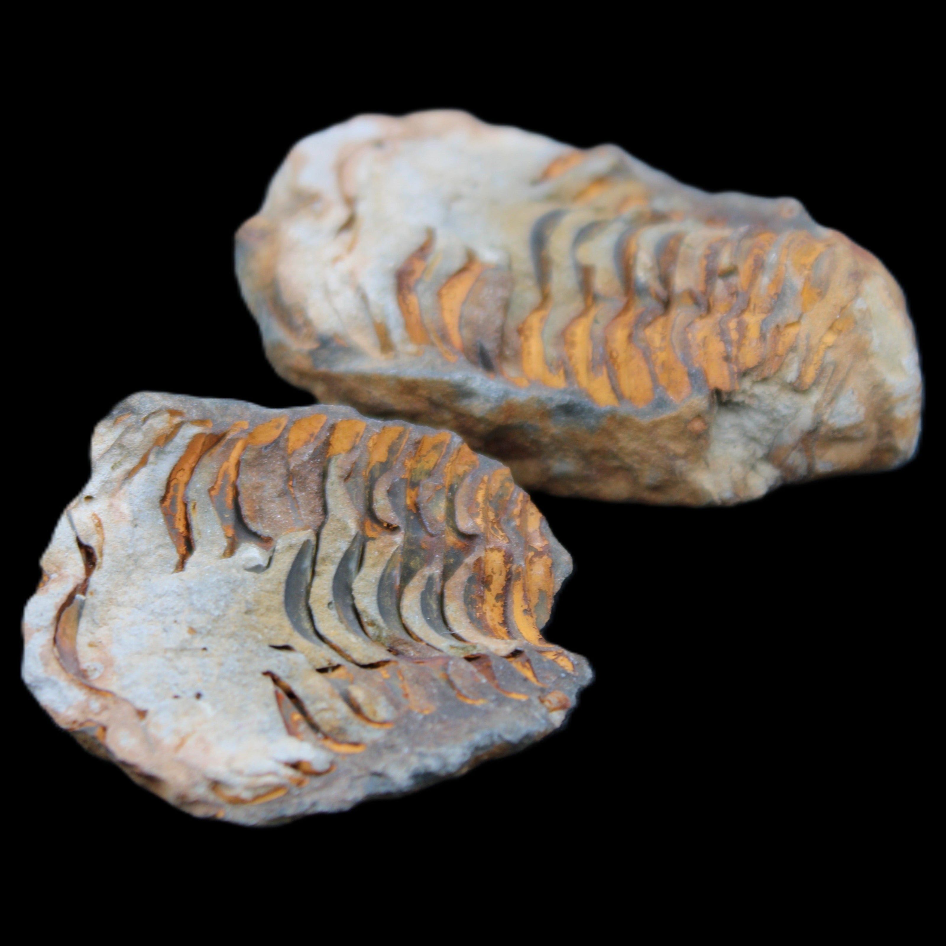 Flexicalymene Trilobite Pair from Morocco 50*35*23mm 48g in sunlight - Rocks and Things Store